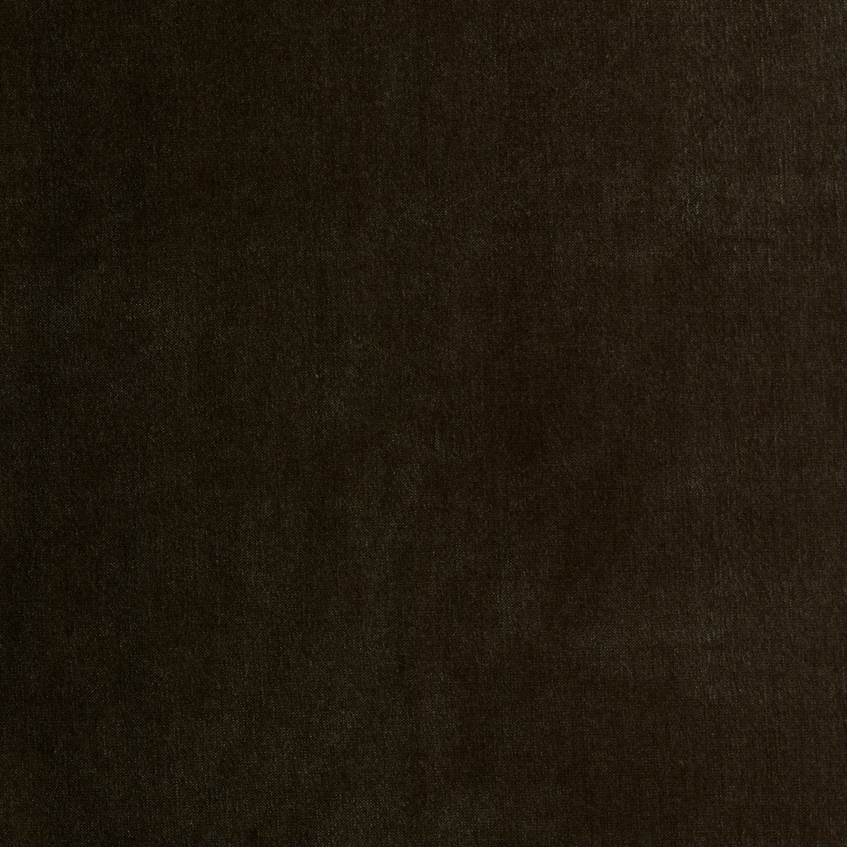 MOSS-MOCCA.jpg