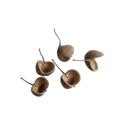 BUDDHA NUTS | 5 PCS | 10 CM